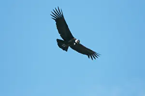Condor: Andean Condor