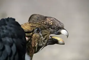 Condor: Andean condor