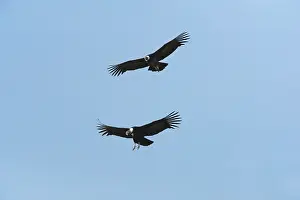 Condor: Andean Condor