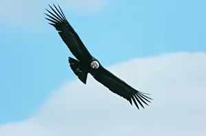 Condor: Andean Condor