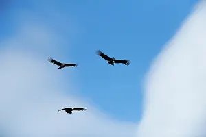 Condor: Andean Condor