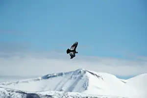 Condor: Andean Condor
