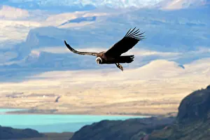 Patagonia: Andean Condor