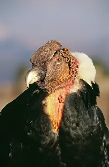 Condors: Andean CONDOR - Adult male