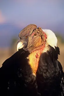 Condors: Andean Condor - adult male