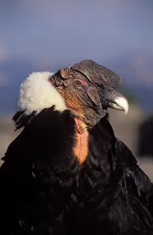 Condors: ANDEAN CONDOR - Adult male, close-up