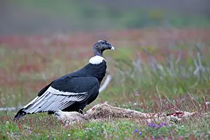 Condor: Andean Condor with carcass