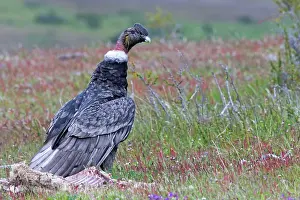 Condor: Andean Condor with carcass