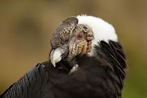 Gryphus: Andean Condor - female