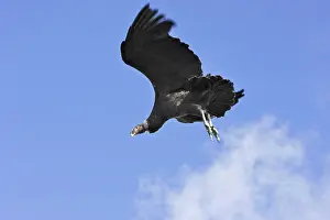 Condors: Andean Condor - in flight