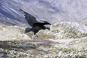 Condors: Andean Condor - in flight