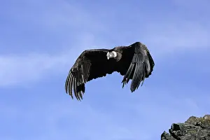 Condors: Andean Condor - in flight