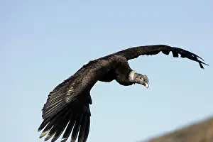 Condors: Andean Condor - in flight