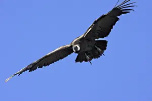 Condors: Andean Condor - in flight