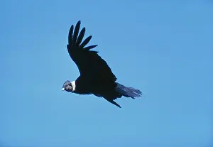 Condors: ANDEAN CONDOR - in flight