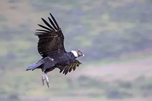 Condor: Andean Condor in flight