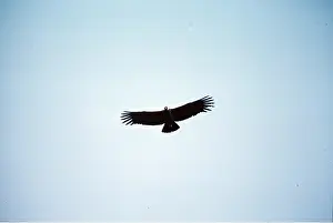 Condor: ANDEAN CONDOR - in flight