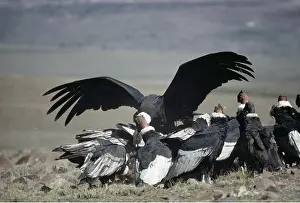 Carcasses: ANDEAN CONDOR - Flock around carcass