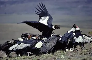 Condors: ANDEAN CONDOR - Group feeding on dead llama