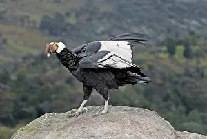 Gryphus: Andean Condor - male