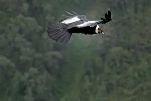 Gryphus: Andean Condor - male in flight