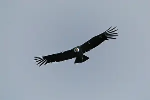 Gryphus: Andean Condor - male in flight
