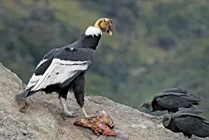 Gryphus: Andean Condor - male with prey