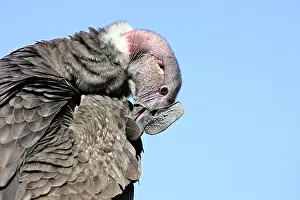 Condors: Andean Condor - preening