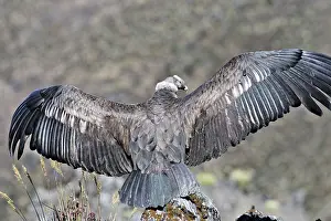 Condors: Andean Condor - back view with wings stretched out