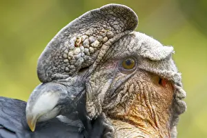 Condor: Andean condor (Vultur gryphus)