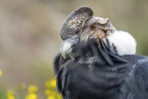 Condor: Andean condor (Vultur gryphus)