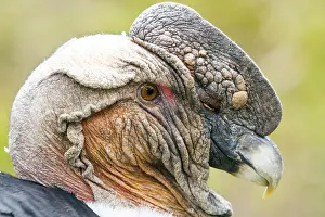 Condor: Andean condor (Vultur gryphus)
