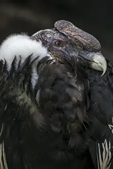 Condor: Andean condor (Vultur gryphus), Chilean condor