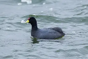 Antisana: Andean Coot
