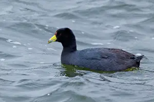 Antisana: Andean Coot
