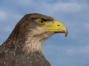 Southamerican: Andean Eagle