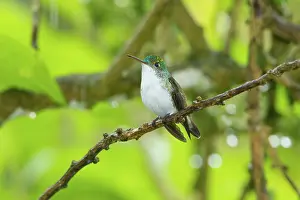 Hummer: Andean Emerald