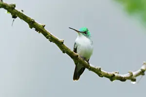 Hummer: Andean Emerald