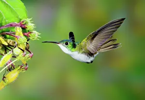 Franciae: Andean Emerald Hummingbird