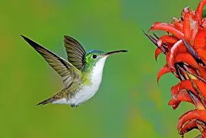 Franciae: Andean Emerald Hummingbird