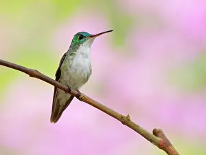 Emerald: Andean Emerald Hummingbird Amazilia franciae Ecu