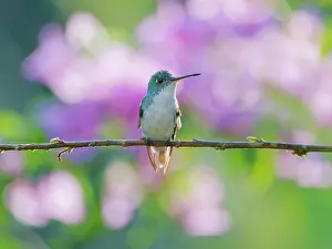 Emerald: Andean Emerald Hummingbird Amazilia franciae Ecu