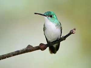 Emerald: Andean Emerald Hummingbird Amazilia franciae Ecu