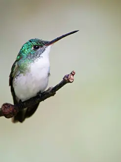 Emerald: Andean Emerald Hummingbird Amazilia franciae Ecu