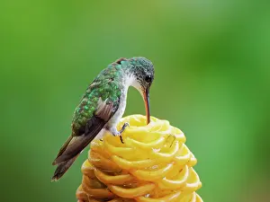 Emerald: Andean Emerald Hummingbird - feeding on flower