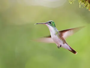 Emerald: Andean Emerald Hummingbird ' in flight Amazilia