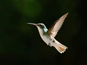 Emerald: Andean Emerald Hummingbird - in flight silhouett