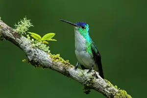 Tangaras: Andean Emerald, hummingbird, Las Tangaras Bird Reserve