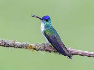 Sound: Andean emerald (Uranomitra franciae), Colombia