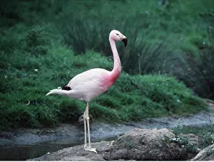 Flamingoes: ANDEAN FLAMINGO